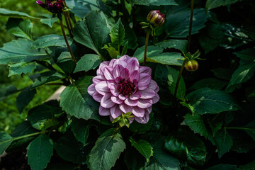 Two toned purple dahlia flower growing in an outdoor garden space.