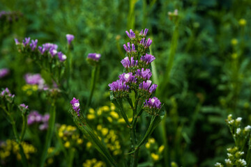 Purple and yellow statice flowers growing in an outdoor garden space.