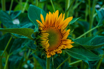 Beautiful pro cut orange sunflower growing in an outdoor garden space.