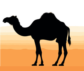 Camel and walking in sunset view vector, silhouette of a camel Caravan with camel in the desert on Mountains, vector Illustration