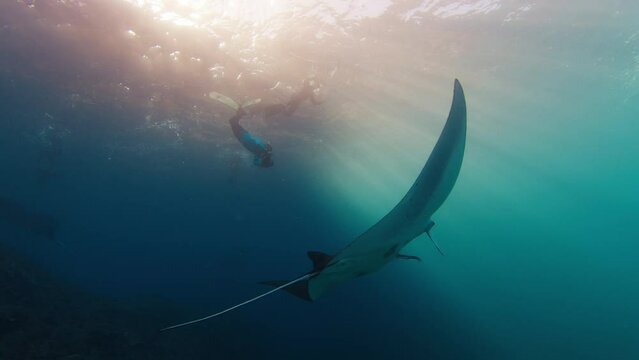 Giant oceanic manta ray or Mobula birostris slowly swims underwater next to the camera