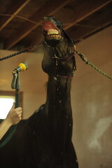 Horse enjoying cool water spray