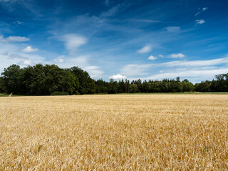 Landschaftsbild im Gäu. Rund um Bondorf, Typisches Gäulandschaften Württembergs. Weizenfelder umgeben von Hecken und Wald