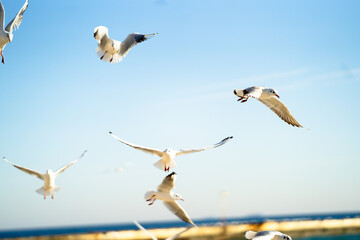 Fototapeta na wymiar seagulls flying over the sky
