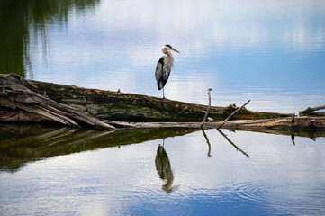 Great blue heron