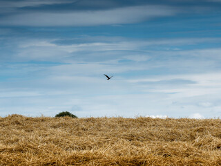 Typisches Gäulandschaften Württembergs. Rund um Bondorf und Bernloch Wald im Gäu. Weizenfelder überflogen von einer jungen Weihe