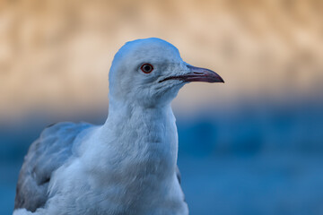 Close up head shot of Colloquially seagulls looking at the camera with one eye on a Cape Town beach