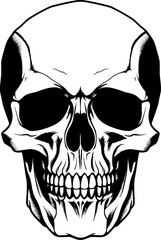 Human Skull Illustration