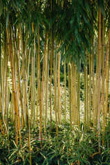 Fototapeta premium green bamboo tree in a garden