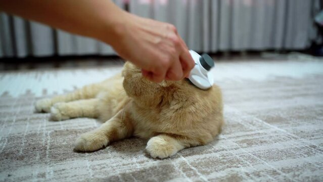 Combing a cat with a furminator. Relaxation of a cat.