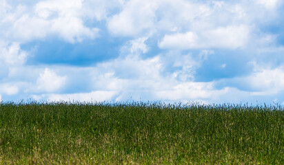 A grass field under blue skies and white clouds in Deerfield Township, Pennsylvania, USA on a sunny summer day