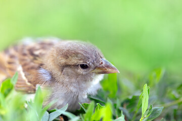 Real photo. A sparrow bird sits in the green grass in summer or spring. Close-up.