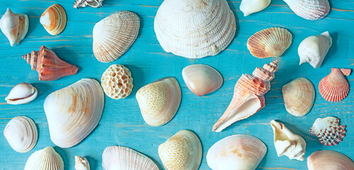 Seashells of various shapes and sizes on a wooden blue background. View from above.