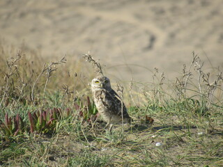 Owl resting in the grass