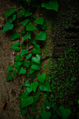 green ivy on the tree