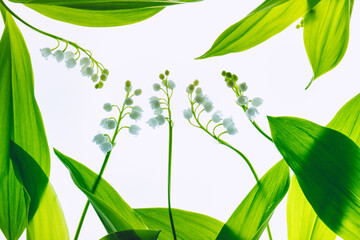 Frame made of leaves and flowers of Lily of the valley on a light background. Backlit illuminated flowers.