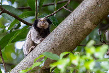 The monkey on the tree. The Black-tufted marmoset also know as Mico-estrela is a typical monkey from central Brazil. Species Callithrix penicillata. Animal lover.