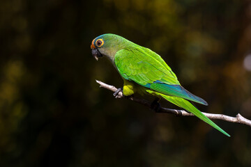 A Peach-fronted Parakeet also know as Periquito-rei perched on a branch in the middle of the woods. Species Eupsittula aurea. Animal world. Bird lover. Birdwatching. Birding.
