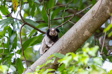 The monkey on the tree. The Black-tufted marmoset also know as Mico-estrela is a typical monkey from central Brazil. Species Callithrix penicillata. Animal lover.