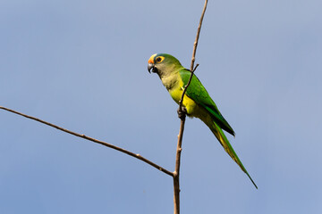 A Peach-fronted Parakeet also know as Periquito-rei perched on a branch in the middle of the woods. Species Eupsittula aurea. Animal world. Bird lover. Birdwatching. Birding.
