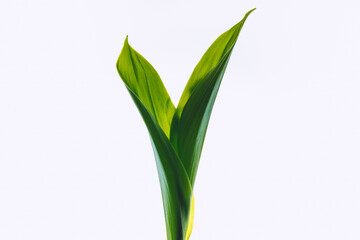 Obraz premium Leaves from lily of the valley on a light background. Selective soft focus, backlit illuminated leaves.