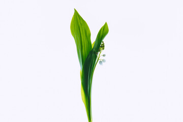 Lily of the valley on a light background. Selective soft focus, backlit illuminated flowers.
