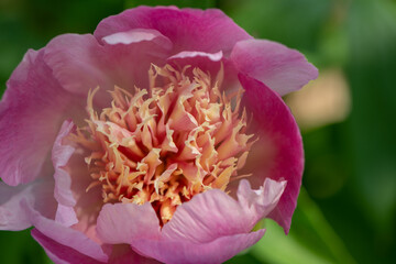 bright peony open