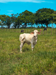 Obraz na płótnie Canvas Ganado finca pastoreando 