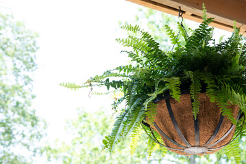 Hanging basket Fern © SarahJeanGreen