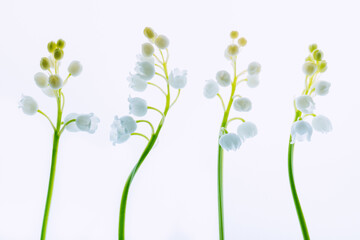 Lily of the valley on a light background. Selective soft focus, backlit illuminated flowers.