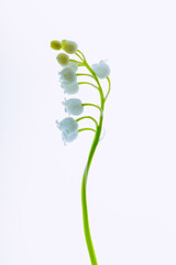 Lily of the valley on a light background. Selective soft focus, backlit illuminated flowers.