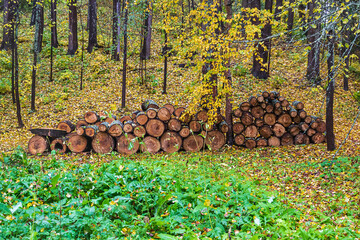woodpile with firewood in the forest