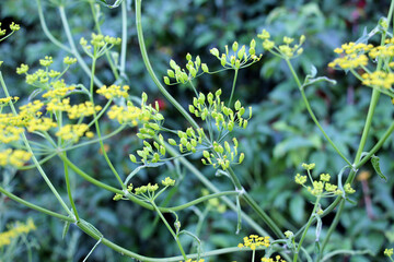 Sowing parsnip (Pastinaca sativa), growing in nature.