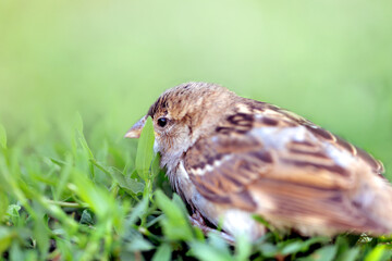 Real photo. A sparrow bird sits in the green grass in summer or spring. Close-up.