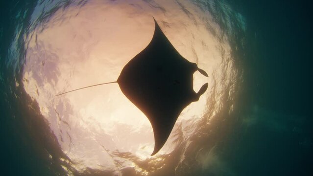 Giant oceanic manta ray or Mobula birostris slowly swims underwater near the cleaning station at Manta Point near Nusa Penida island and shows its unique belly pattern, Bali, Indonesia