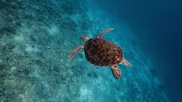 Snorkeling on wildlife. Sea turtle slowly swiming in blue water through sunlight. Underwater serene swiming beautiful green turtle in sea alone with nature. Marine life tropical turtle in wild nature.