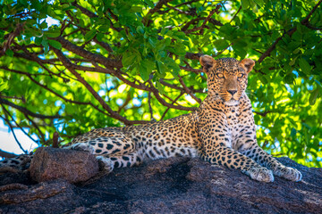 leopard in the tree, Tanzania