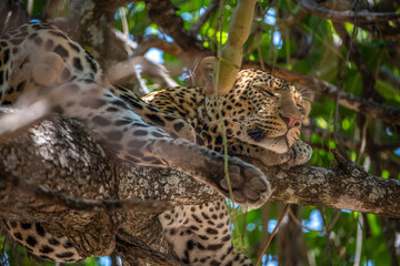 leopard in the tree, Tanzania