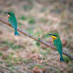 bee eater perched on branch