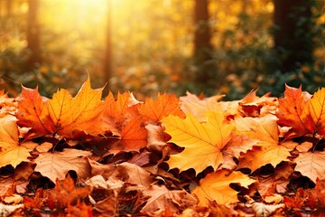 autumn leaves in a forest floor banner 