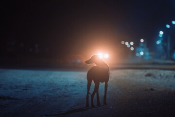 Perro galgo de noche en la calle