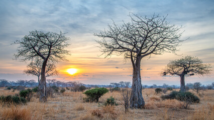 Obraz premium sunset in the forest