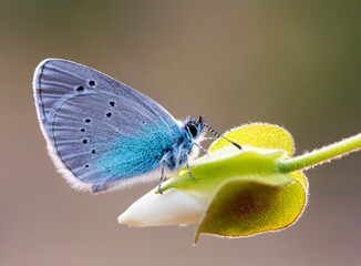 Blackeye butterfly ( Glaucopsyche alexis ) on plant