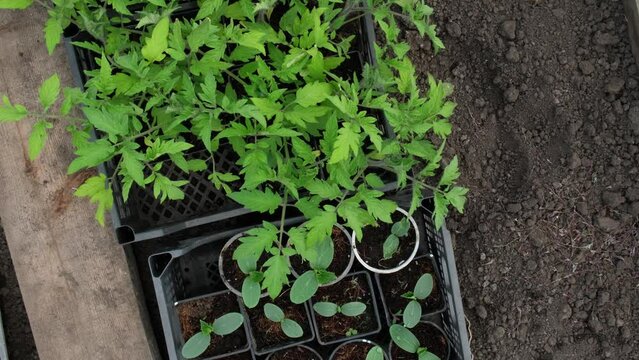 Young seedlings of tomatoes and cucumbers. Planting to soil tomato and cucumber seedling. Сoncept of growing vegetables, agriculture, sowing, non-GMO. Farm business, rotation
