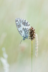 Ein Schachbrettfalter Schmetterling sitzt an einem Grashalm in der Wiese, Melanargia galathea