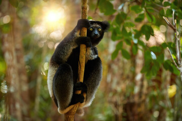 Lemur in wild theme: Lemur Indri,  a largest lemur from Madagascar against a backlit rainforest...
