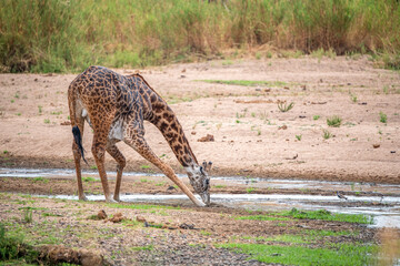 giraffe in the savannah