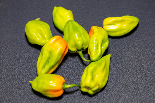 Group of hot pepper (Capsicum chinense Adjuma) in selective focus and fine detail "pimenta de cheiro"