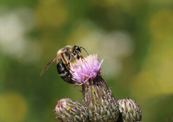 A bumble bee (Bombus sp) on Cirsium arvensis flower