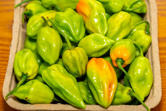 Group of hot pepper (Capsicum chinense Adjuma) in selective focus and fine detail "pimenta de cheiro"